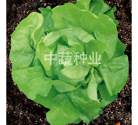 �۾G��������-�ײ˷N��-���߷N�I(y��)