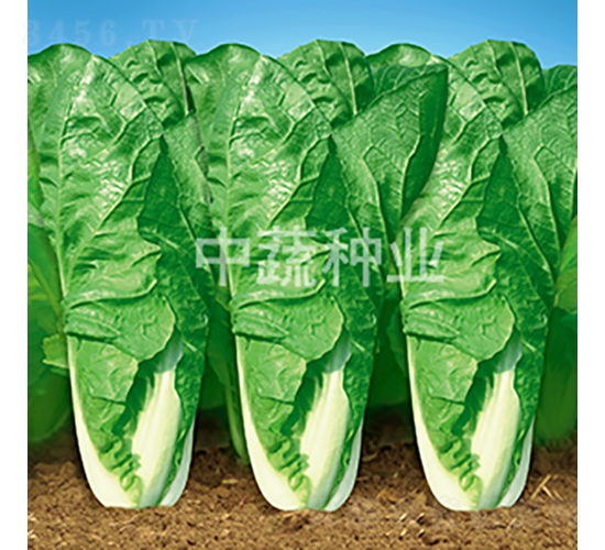 ���߿��1̖-�ײ˷N��-���߷N�I(y��)