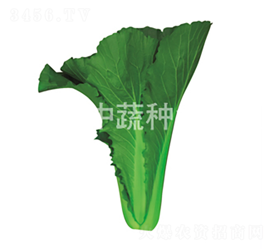 �����G��1̖(h��o)-�ײ˷N��-���߷N�I(y��)