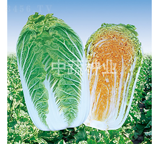 ���t308-�ײ˷N��-���߷N�I(y��)