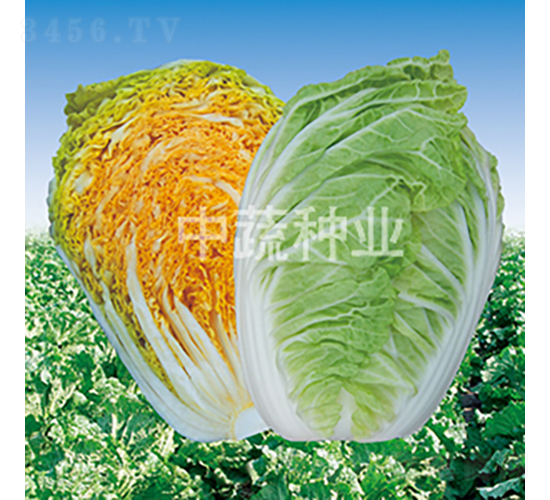 ���t65-�ײ˷N��-���߷N�I(y��)