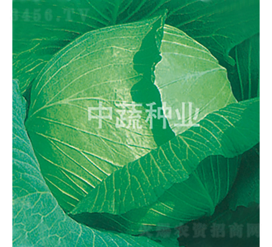 ���S-���{(l��n)�N��-���߷N�I(y��)