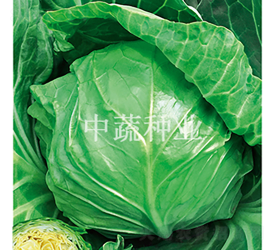 �и��Ѳ�-���{(l��n)�N��-���߷N�I(y��)