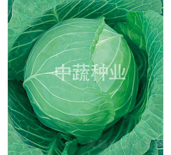 �и�596-���{(l��n)�N��-���߷N�I(y��)