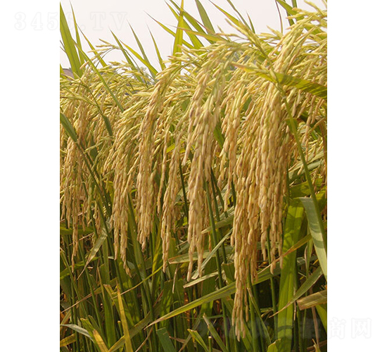 �����i17̖-ˮ���N��-��ɫ�r(n��ng)�S