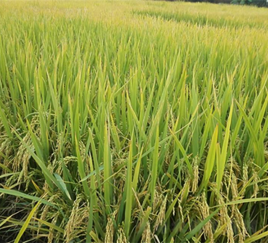 ����(y��u)098-ˮ���N��-�V��