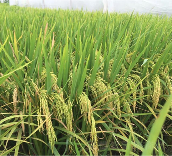 ����(y��u)������ռ-ˮ���N��-�V��