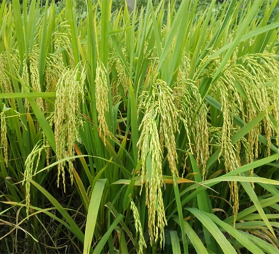 �V�Ń�(y��u)098-ˮ���N��-�V��