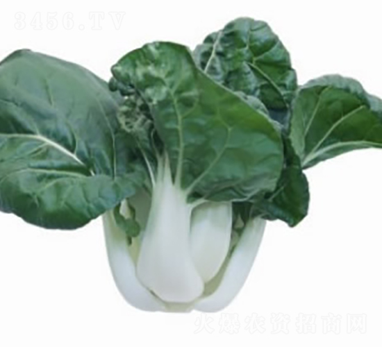 ����141�̰ײ�-С�ײ˷N��-�V��