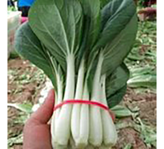 F1������~�ײ�-С�ײ˷N��-�V��