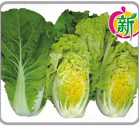 ���Q���-С�ײ˷N��-�V��