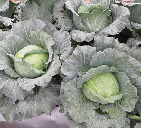 �პ(y��u)2̖���{-���{�N��-�V��