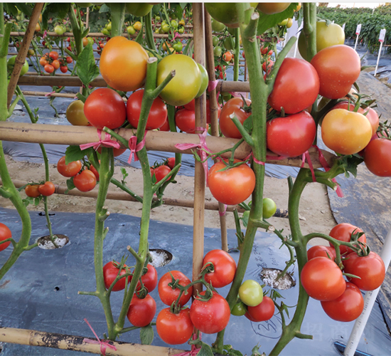 ����1806��t���ѣ���Ʒ��-���ѷN��-�V��