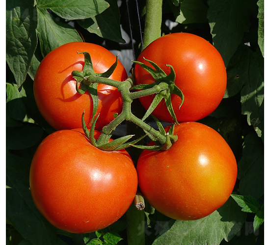 ����̩1631����-���ѷN��-�V��