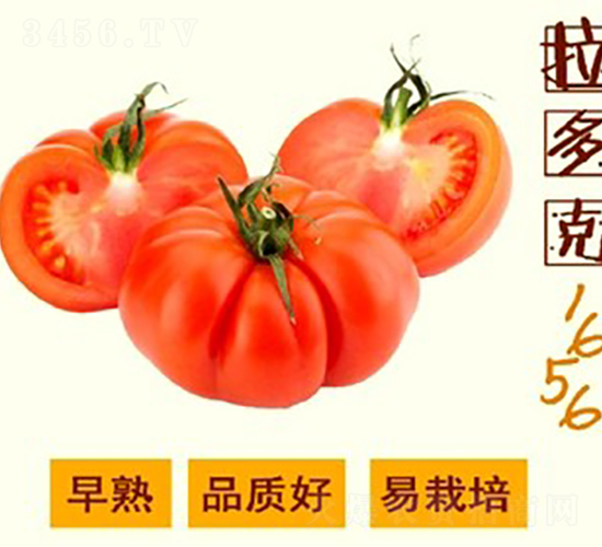 �����1656����-���ѷN��-�V��