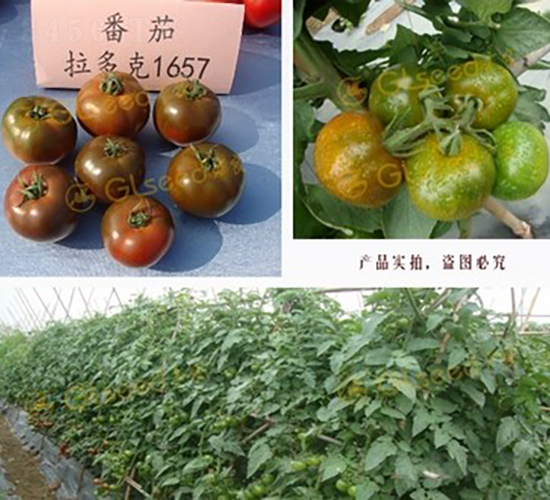 �����1657����-���ѷN��-�V��