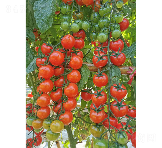 �����15̖����-���ѷN��-�V��