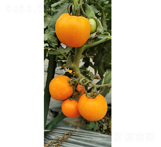 �����12̖(h��o)����-���ѷN��-�V��