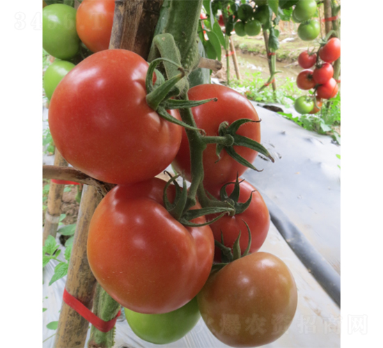 2̖(h��o)����-���ѷN��-�V��