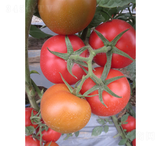 �V��3̖(h��o)-���ѷN��-�V��