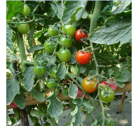 �����2064-���ѷN��-�V��