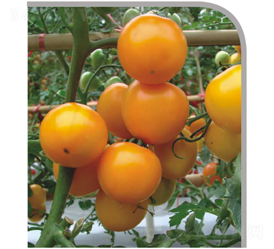 �����-���ѷN��-�V��