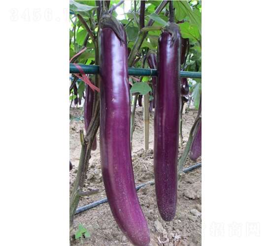 �����ѹ�-���ӷN��-�V��