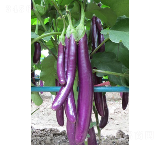 �f(w��n)����������-���ӷN��-�V��