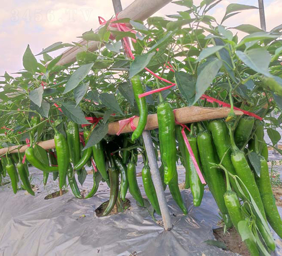 ZSP2155����-�����N��-�V��