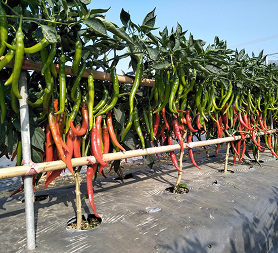 �V����̖(h��o)����-�����N��-�V��