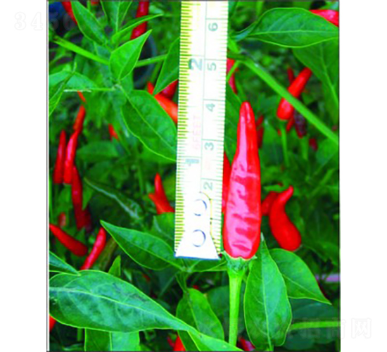 GL-7̖��������-�����N��-�V��