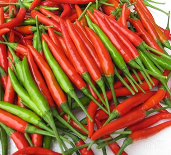 GL-11̖���콷-�����N��-�V��