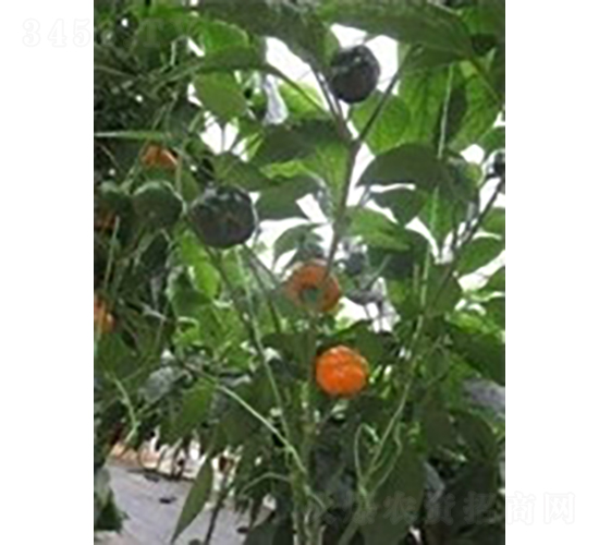 ��������-�����N��-�V��