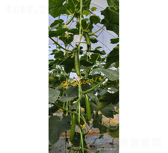 �V��74̖ˮ���S��-�S�ϷN��-�V��