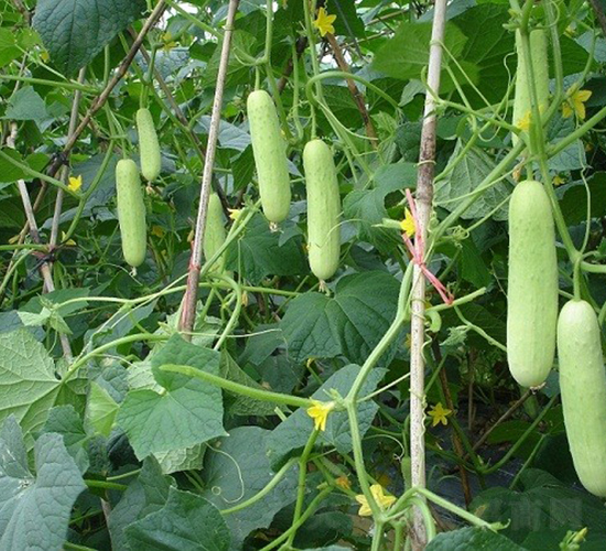 �V��5̖(h��o)ˮ���S��-�S�ϷN��-�V��