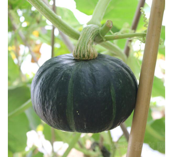 �G��ؐ2̖-�ϹϷN��-�V��