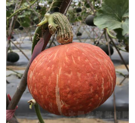 �t��ؐ1̖-�ϹϷN��-�V��