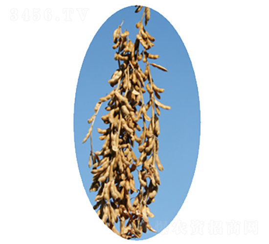 ���ƶ�1̖(h��o)-�󶹷N��-�����N�I(y��)