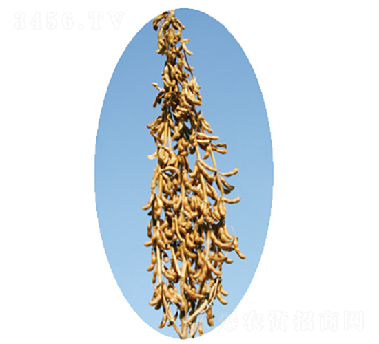 �x��19̖(h��o)-�󶹷N��-�����N�I(y��)