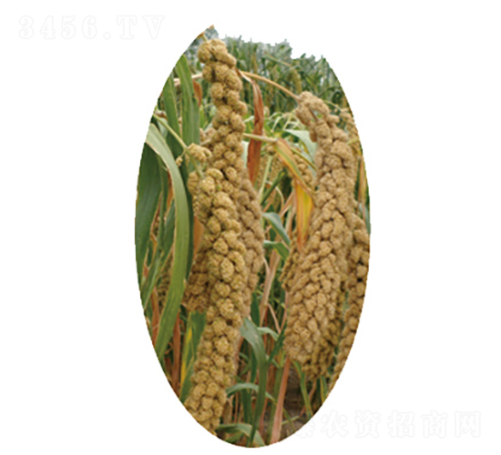 �x��21̖-С�׷N��-�����N�I(y��)