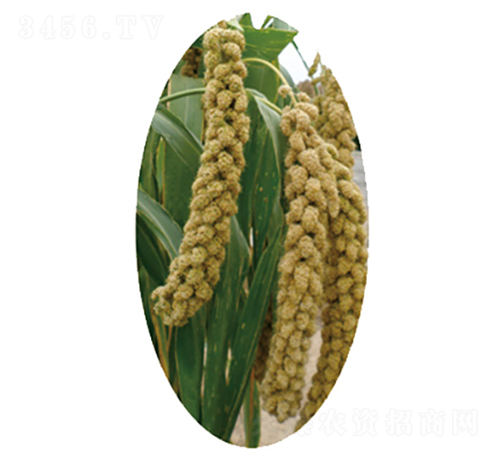 �x��41̖-С�׷N��-�����N�I(y��)