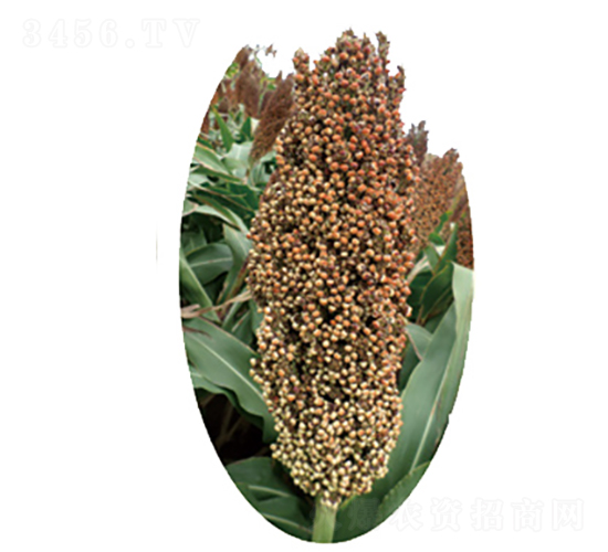 �x�s12̖-�����N��-�����N�I(y��)