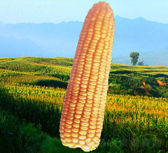 ����3̖(h��o)-���׷N��-�����N�I(y��)