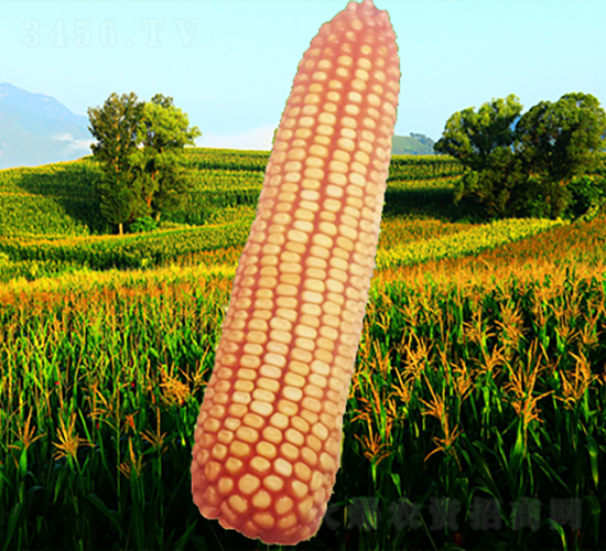 ����4̖(h��o)-���׷N��-�����N�I(y��)