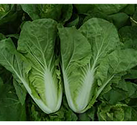 �����̖��˷N��-��¹�N�I(y��)