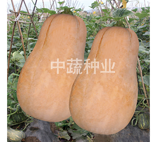 ����2̖(h��o)�Ϲ�-�ϹϷN��-���߷N�I(y��)