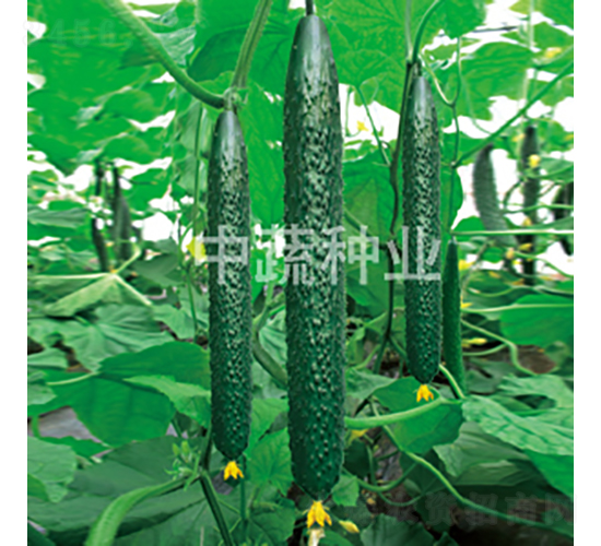 ���r(n��ng)56-�S�ϷN��-���߷N�I(y��)