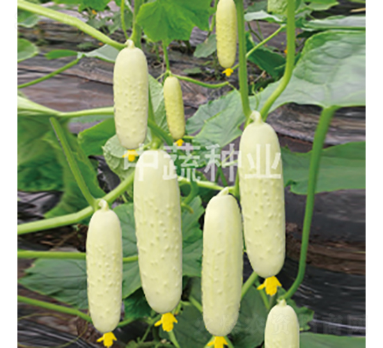 ���r(n��ng)����1̖-�S�ϷN��-���߷N�I(y��)