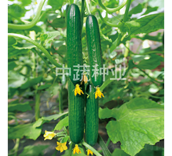 ���r(n��ng)49-�S�ϷN��-���߷N�I(y��)