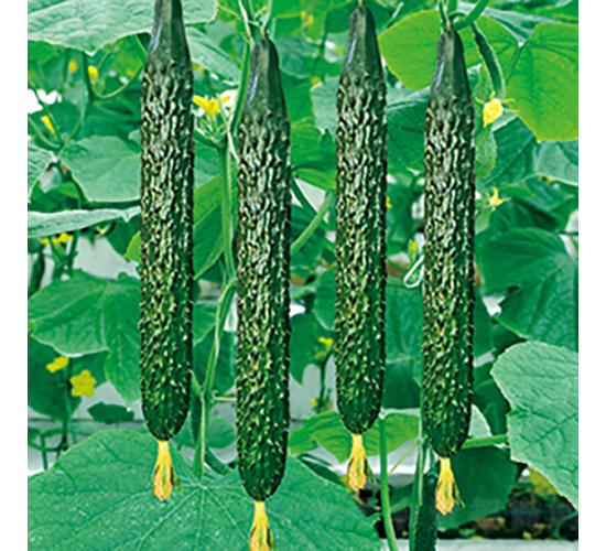 ���r(n��ng)72̖(h��o)-�S�ϷN��-���߷N�I(y��)